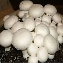 طرح توجیحی پرورش و کشت قارچ