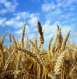 پايان نامه مطالعه اثر سلنيوم بر ارتقاء مقاومت به خشکی در دو رقم مختلف گندم (آذر2 و پيشتاز)