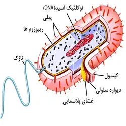 قارچ، ویروس، نماتد و پروکاریوتها