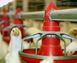 تحقیق و پروژه سیستم کنترل کننده دما و رطوبت مرغداری