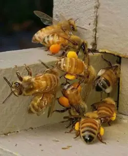 گرده گل اصل