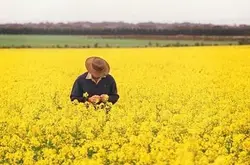 عسل اصل کلزا