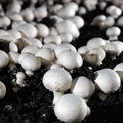 کمپوست قارچ دکمه ای