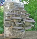 کیت پرورش قارچ خانگی صدفی