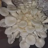 کمپوست قارچ صدفی همکاری