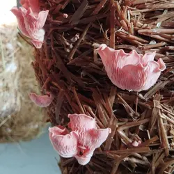 پکیج کار در منزل