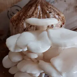 کیت پرورش قارچ خانگی
