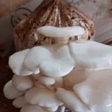 کیت پرورش قارچ خانگی