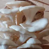 کیت پرورش قارچ خانگی
