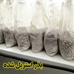 بذر خام یا گندم استریل اسپان اتوکلاو شده 1کیلویی 5کیسه