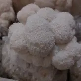 کمپوست قارچ یال شیر