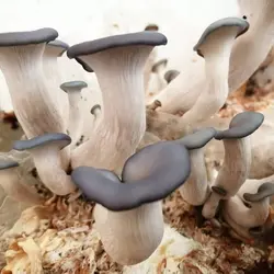 بذر قارچ صدفی آبی 1کیلوگرم