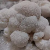 بذر قارچ یال شیر 1کیلوگرم