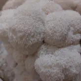 بذر قارچ یال شیر 1کیلوگرم