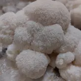 بذر قارچ یال شیر 1کیلوگرم
