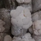 بذر قارچ یال شیر 1کیلوگرم