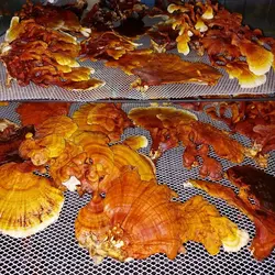 قارچ گانودرما بسته 100 گرمی