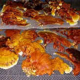 قارچ گانودرما بسته 100 گرمی