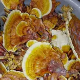 قارچ گانودرما بسته 100 گرمی