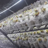 قارچ گانودرما بسته 100 گرمی