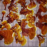 قارچ گانودرما بسته 100 گرمی