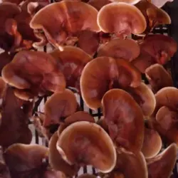 قارچ گانودرما