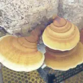 قارچ گانودرما