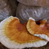 قارچ گانودرما