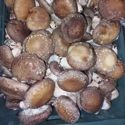 قارچ  شیتاکه تازه 500 گرمی