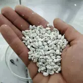 بذر قارچ شاه صدف یا ارینجی