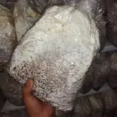 کمپوست قارچ گانودرما قرمز