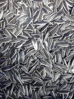 تخمه کاسکویی درجه یک