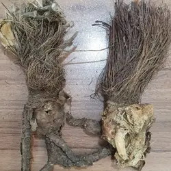 سنبل الطیب خطائی - 250 گرم