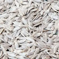 بذر کاهو (تخم کاهو)- 500 گرم