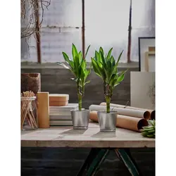 گلدان گیاه گالوانیزه ایکیا مدل BINTJE IKEA