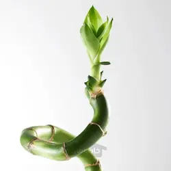 گیاه لاکی بامبو/مارپیچ 45 سانتی متر ایکیا IKEA DRACAENA