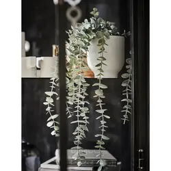 بوته آویز اکالیپتوس ایکیا 9 سانتیمتر مدل FEJKA IKEA