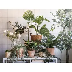 بوته آویز اکالیپتوس ایکیا 9 سانتیمتر مدل FEJKA IKEA