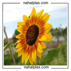 بذر تخمه آفتابگردان