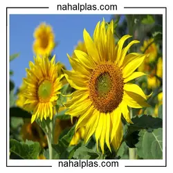 بذر تخمه آفتابگردان کانادایی