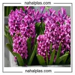 بذر سنبل بنفش