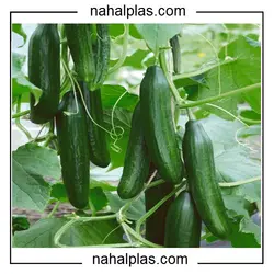 بذر خیار نیکرسون 485