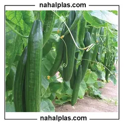 بذر خیار هیمالیا