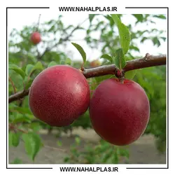 نهال زردآلو پوست قرمز