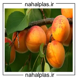 نهال زردآلو تخم مرغی