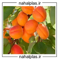 نهال زردآلو جهانگیری