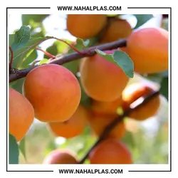 نهال زردآلو عسگرآباد