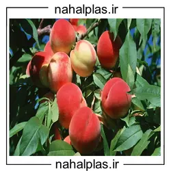 نهال هلو آلبرتا