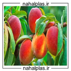 نهال هلو آلبرتا پیش رس