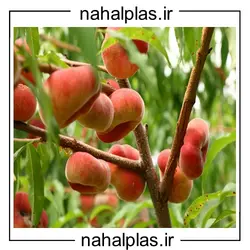 نهال هلو انجیری زعفرانی